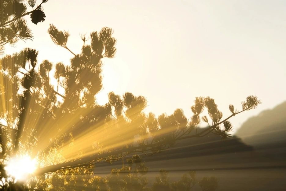 Sunrise over a forest, the EY Amplifier programme image